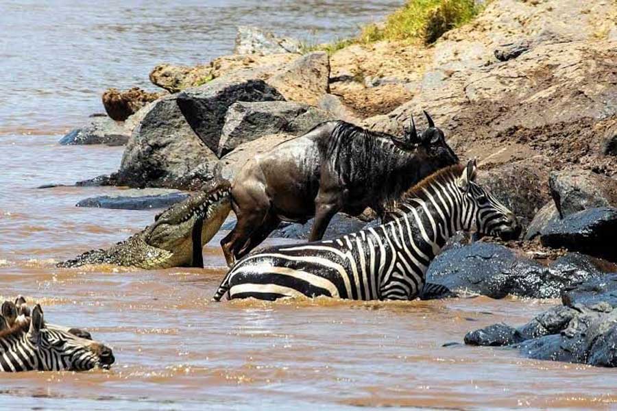 Africa Incentive and leisure travel destination management MICE DMC - Great-Migration