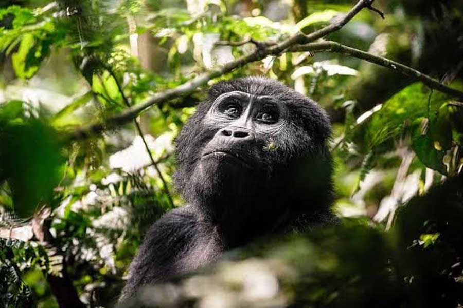 Primate-encouters Africa Incentive and leisure travel destination management MICE DMC - Primate-encouters