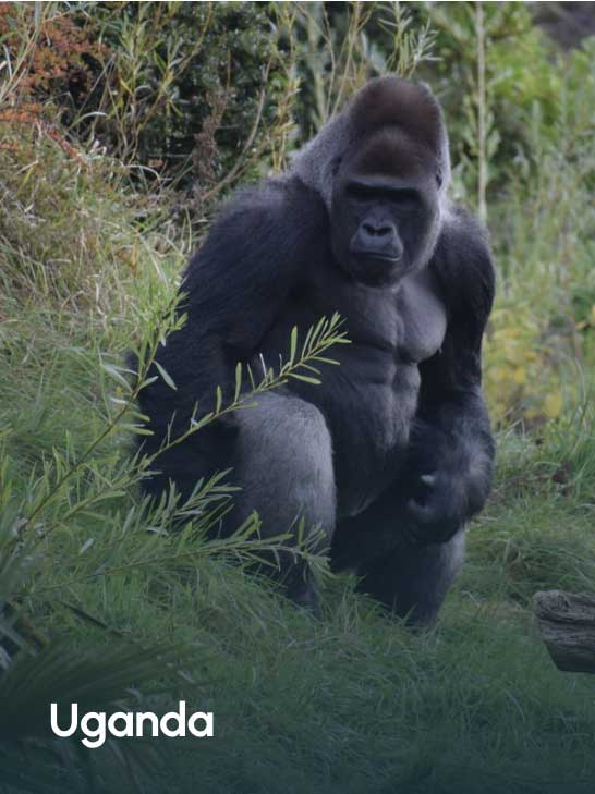Africa Incentive and leisure travel destination management MICE DMC - Uganda