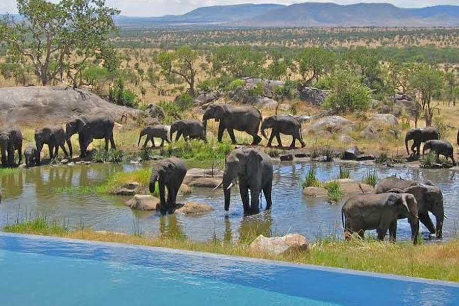Wildlife-a-epic-scale Africa Incentive and leisure travel destination management MICE DMC - Wildlife-a-epic-scale