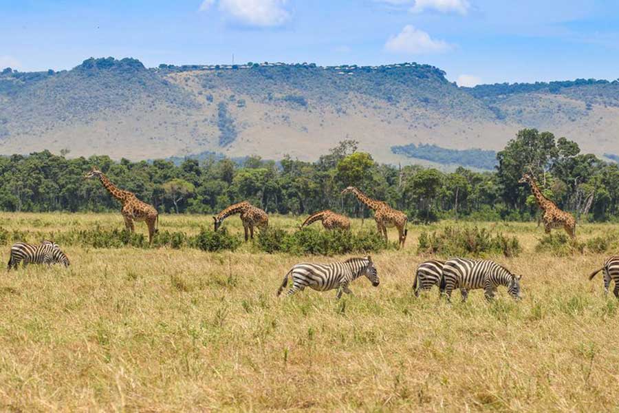 Africa Incentive and leisure travel destination management MICE DMC - Wildlife