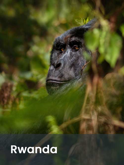 Africa Incentive and leisure travel destination management MICE DMC - Rwanda