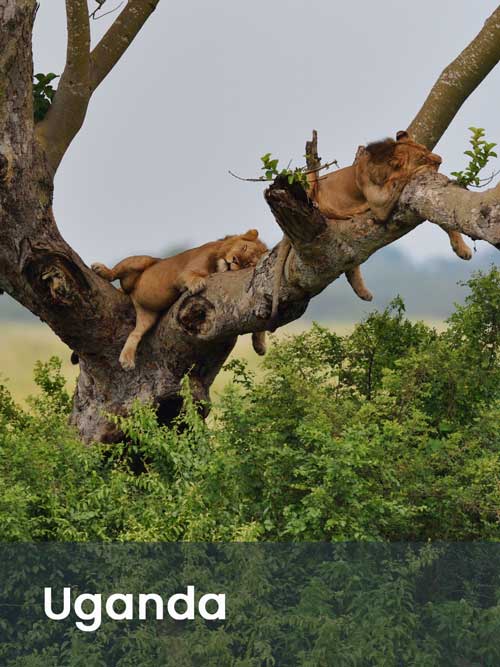 Africa Incentive and leisure travel destination management MICE DMC - Uganda